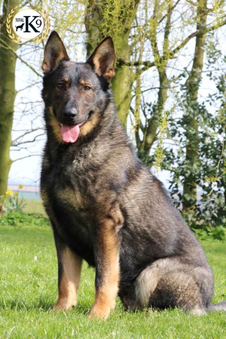 Zoltan protection dogs