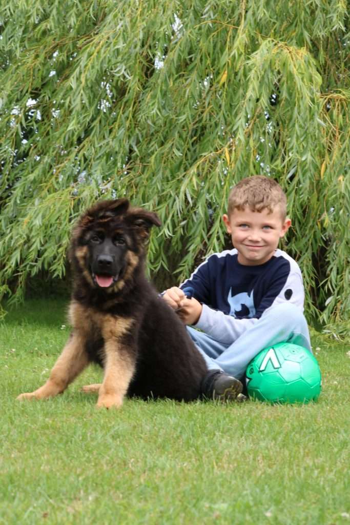 totalk9 dogs