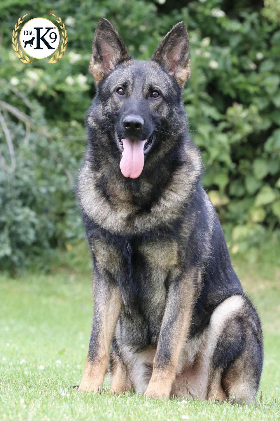 Simon-protection-dog-from-totalk9