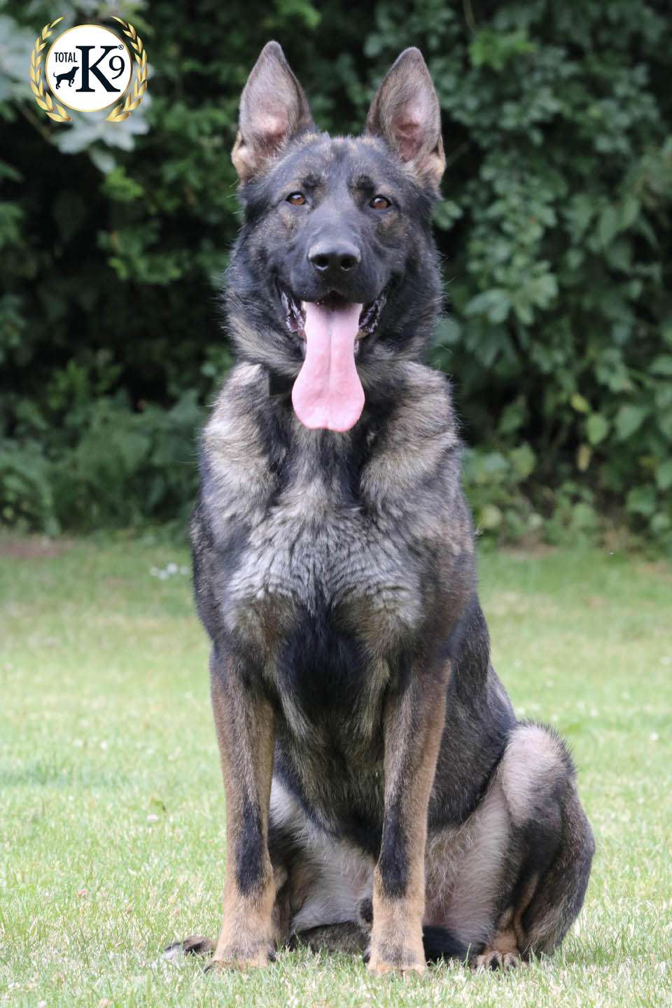 set-dog-totalk9