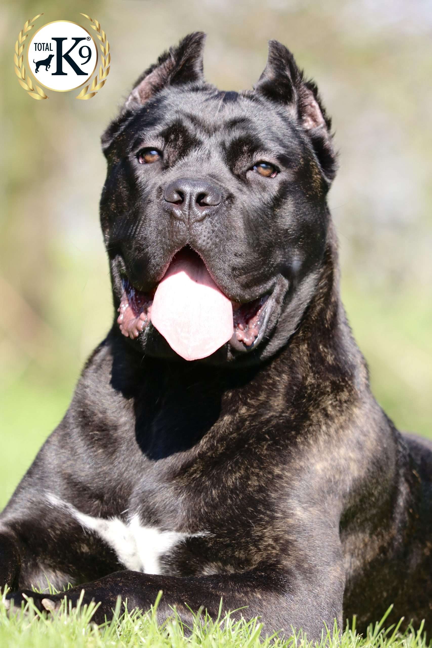 protection dogs suitable