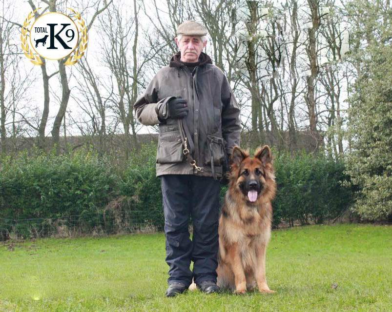 one to one dog training Graham and Benson